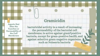 Gramicidin
bactericidal activity is a result of increasing
the permeability of the bacterial cell
membrane; is active against gram?positive
bacteria, except for gram-positive bacilli, and
against selective gram-negative organisms,
such as Neisseria bacteria
 