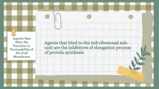 Agents that bind to the 50S ribosomal sub-
unit are the inhibitors of elongation process
of protein synthesis
 