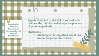 Agents that bind to the 50S ribosomal sub-
unit are the inhibitors of elongation process
of protein synthesis
Lincinoids
⚬ clindamycin is important and it has
similar target as macrolides.
 