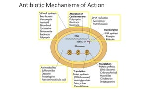 Inhibition of cell wall synthesis
Betalactum antibiotics
• Penicillin
• Cephalosporins
• Other betalactum
antibiotics like...