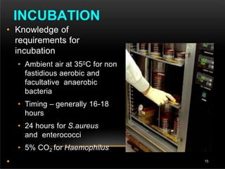 INCUBATION
• Knowledge of
requirements for
incubation
• Ambient air at 350C for non
fastidious aerobic and
facultative anaerobic
bacteria
• Timing – generally 16-18
hours
• 24 hours for S.aureus
and enterococci
• 5% CO2 for Haemophilus
• 15
 