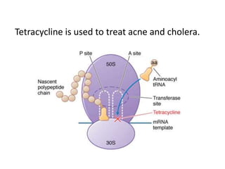 Tetracycline is used to treat acne and cholera.
 