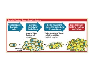 Antimicrobial chemotherapy
