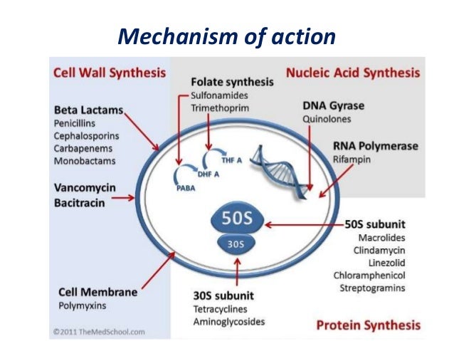 mechanism action of antibiotic 1 Antimicrobial chemotherapy