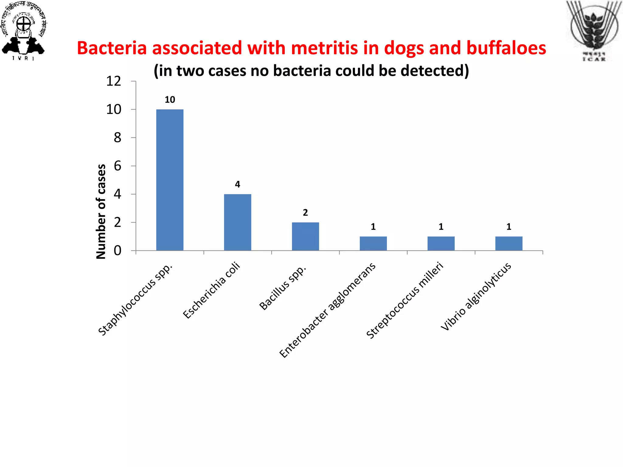 Bacteria associated with metritis in dogs and buffaloes
(in two cases no bacteria could be detected)
10
4
2
1 1 1
0
2
4
6
8
10
12
Numberofcases
 