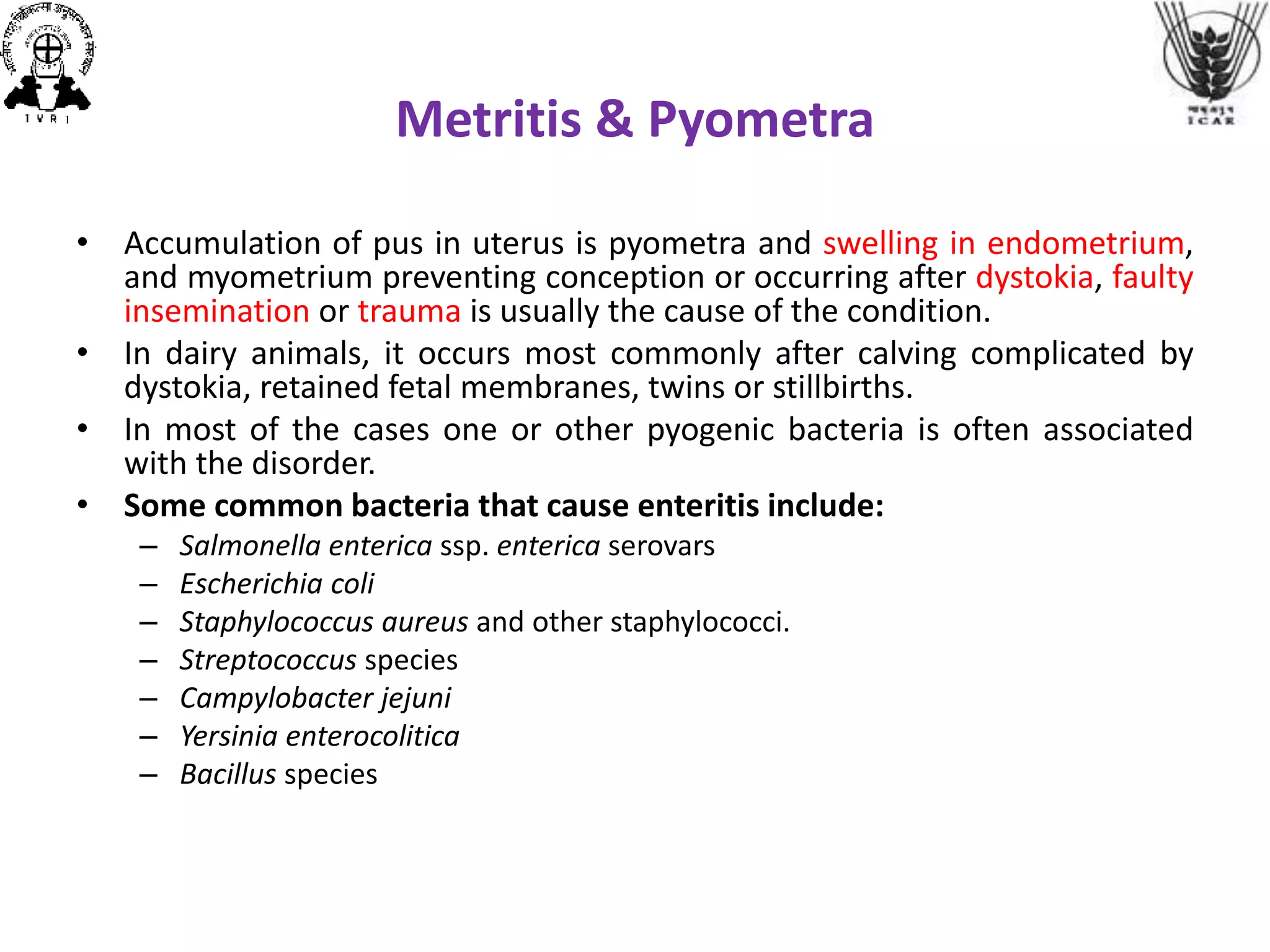 Metritis & Pyometra
• Accumulation of pus in uterus is pyometra and swelling in endometrium,
and myometrium preventing conception or occurring after dystokia, faulty
insemination or trauma is usually the cause of the condition.
• In dairy animals, it occurs most commonly after calving complicated by
dystokia, retained fetal membranes, twins or stillbirths.
• In most of the cases one or other pyogenic bacteria is often associated
with the disorder.
• Some common bacteria that cause enteritis include:
– Salmonella enterica ssp. enterica serovars
– Escherichia coli
– Staphylococcus aureus and other staphylococci.
– Streptococcus species
– Campylobacter jejuni
– Yersinia enterocolitica
– Bacillus species
 