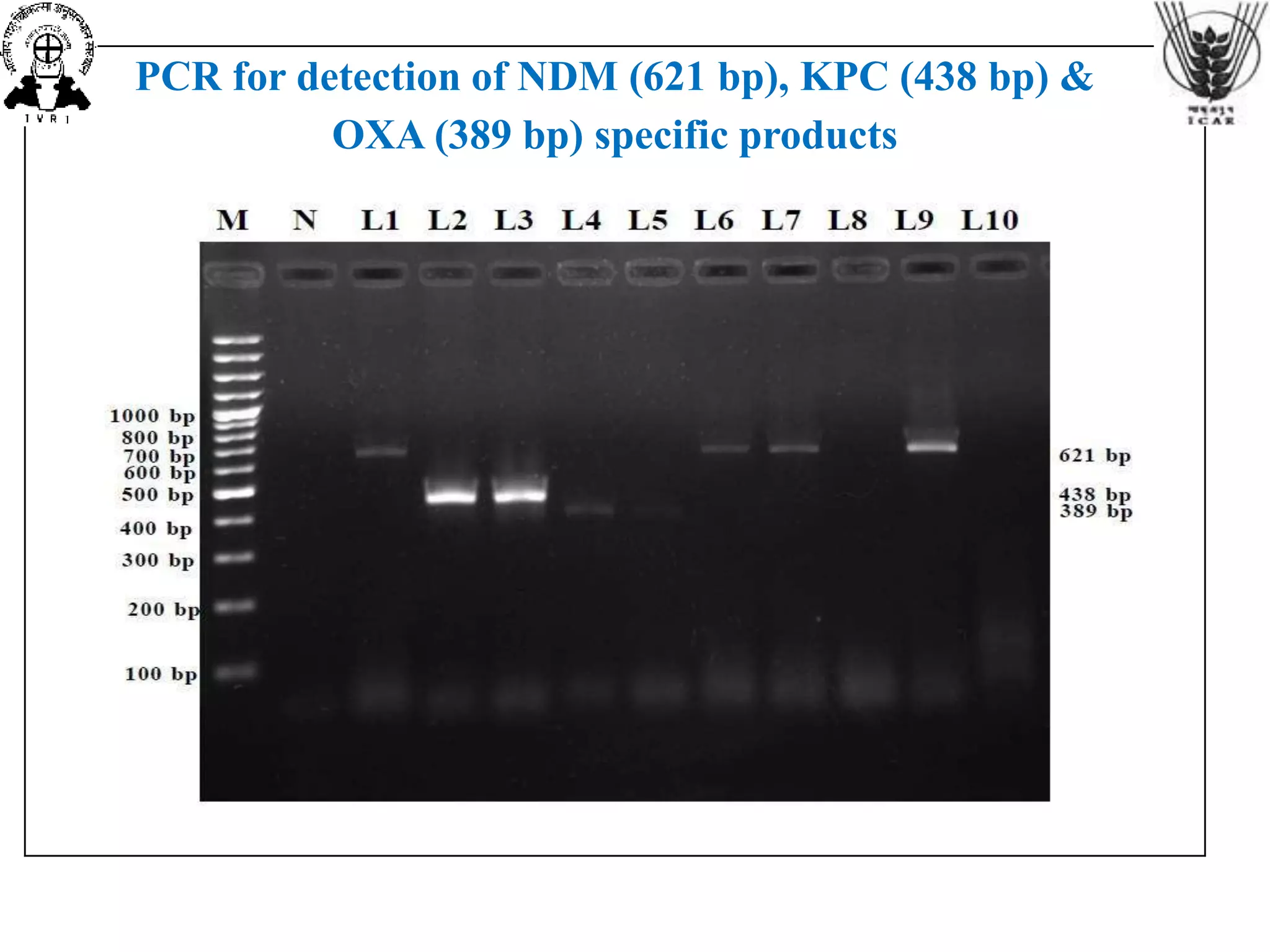 PCR for detection of NDM (621 bp), KPC (438 bp) &
OXA (389 bp) specific products
 