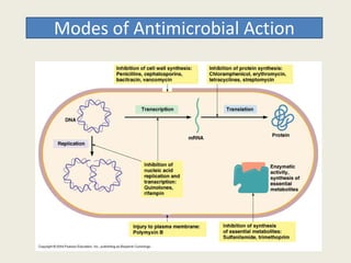 Modes of Antimicrobial Action
 