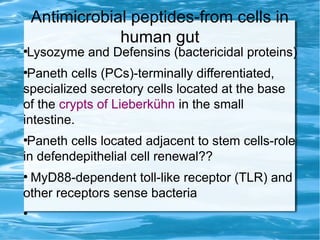 Antimicrobial peptides-from cells in
human gut
●
Lysozyme and Defensins (bactericidal proteins)
●
Paneth cells (PCs)-terminally differentiated,
specialized secretory cells located at the base
of the crypts of Lieberkühn in the small
intestine.
●
Paneth cells located adjacent to stem cells-role
in defendepithelial cell renewal??
●
MyD88-dependent toll-like receptor (TLR) and
other receptors sense bacteria
●
 