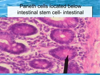 Paneth cells located below
intestinal stem cell- intestinal
glands●
Histology
 
