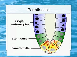 Paneth cells
●
Paneth cells
 