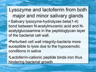 Lysozyme and lactoferrin from both
major and minor salivary glands
●
Salivary lysozyme-hydrolyzes beta(1-4)
bond between N-acetylmuramic acid and N-
acetylglucosamine in the peptidoglycan layer
of the bacterial cell wall.
●
Perturbed cell wall integrity-bacteria more
suceptible to lysis due to the hypoosmotic
conditions in saliva
●
Lactoferrin-cationic peptide binds iron thus
hindering bacterial growth
 