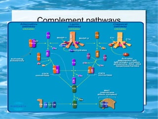 Complement pathways
●
Complement
 