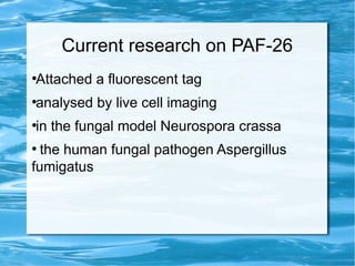 Current research on PAF-26
●
Attached a fluorescent tag
●
analysed by live cell imaging
●
in the fungal model Neurospora crassa
●
the human fungal pathogen Aspergillus
fumigatus
 