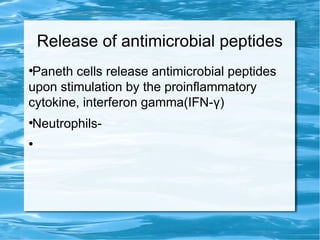 Release of antimicrobial peptides
●
Paneth cells release antimicrobial peptides
upon stimulation by the proinflammatory
cytokine, interferon gamma(IFN-γ)
●
Neutrophils-
●
 