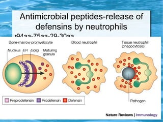 Antimicrobial peptides-release of
defensins by neutrophils
●
94aa-75aa-29-30aa
 