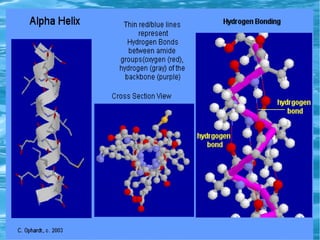 Alpha helix
●
Alpha
 