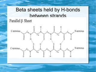 Beta sheets held by H-bonds
between strands
●
Parallel
 