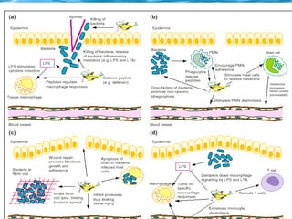 Mechanisms
●
Mech.
 