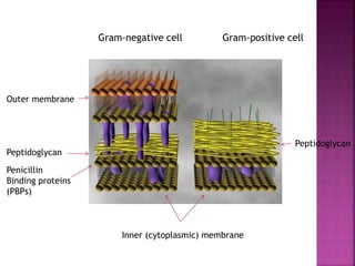 Gram-negative cell Gram-positive cell
Outer membrane
Peptidoglycan
Peptidoglycan
Penicillin
Binding proteins
(PBPs)
Inner (cytoplasmic) membrane
 