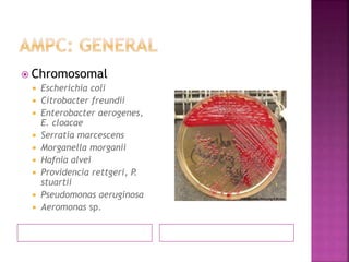  Chromosomal
 Escherichia coli
 Citrobacter freundii
 Enterobacter aerogenes,
E. cloacae
 Serratia marcescens
 Morganella morganii
 Hafnia alvei
 Providencia rettgeri, P.
stuartii
 Pseudomonas aeruginosa
 Aeromonas sp.
 