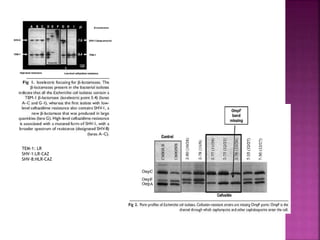 TEM-1: LR
SHV-1:LR-CAZ
SHV-8:HLR-CAZ
 