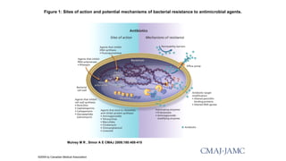 Figure 1: Sites of action and potential mechanisms of bacterial resistance to antimicrobial agents.
Mulvey M R , Simor A E CMAJ 2009;180:408-415
©2009 by Canadian Medical Association
 