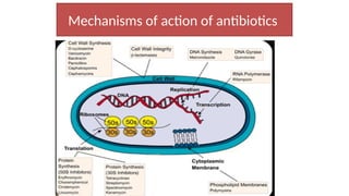 Mechanisms of action of antibiotics
 