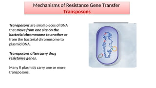 Mechanisms of Resistance Gene Transfer
Transposons
Transposons are small pieces of DNA
that move from one site on the
bacterial chromosome to another or
from the bacterial chromosome to
plasmid DNA.
Transposons often carry drug
resistance genes.
Many R plasmids carry one or more
transposons.
 