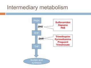 Intermediary metabolism
DHF
THF
Nucleic acid
synthesis
PABA
DHS
DHR
Sulfonamides
Dapsone
PAS
Trimethoprim
Pyrimethamine
Proguanil
Trimetrexate
 