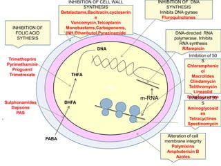 PP
DHFA
PABA
THFA
DNA
m-RNA
INHIBITION OF DNA
SYNTHESIS
Inhibits DNA gyrase
Fluroquinolones
DNA-directed RNA
polymerase. Inhibits
RNA synthesis
Rifampicin
INHIBITION OF
FOLIC ACID
SYTHESIS
Trimethoprim
Pyrimethamine
Proguanil
Trimetrexate
Sulphonamides
Dapsone
PAS
,
Inhibition of 50
S
Chloramphenic
ol
Macrolides
Clindamycin
Telithromycin
Linezolid
StreptograminsInhibition of 30
S
Aminoglycosid
es
Tetracyclines
Spectinomycin
INHIBITION OF CELL WALL
SYNTHESIS
Betalactams,Bacitracin,cycloserin
e
Vancomycin,Teicoplanin
Monobactams,Carbopenems,
INH,Ethanbutol,Pyrazinamide
Alteration of cell
membrane integrity
Polymixins
Amphotericin B
Azoles
 