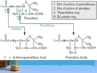 thiazolidine ring (A) connected to a b-lactam ring (B), to which is attached a side chain (R). 
