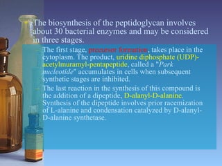 The biosynthesis of the peptidoglycan involves about 30 bacterial enzymes and may be considered in three stages.  The first stage,  precursor formation , takes place in the cytoplasm. The product,  uridine diphosphate (UDP)-acetylmuramyl-pentapeptide , called a " Park nucleotide " accumulates in cells when subsequent synthetic stages are inhibited. The last reaction in the synthesis of this compound is the addition of a dipeptide,  D-alanyl-D-alanine . Synthesis of the dipeptide involves prior racemization of L-alanine and condensation catalyzed by D-alanyl-D-alanine synthetase.  