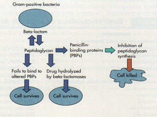Resistance to β-Lactams – Gram pos. 