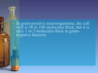 In gram-positive microorganisms, the cell wall is 50 to 100 molecules thick, but it is only 1 or 2 molecules thick in gram-negative bacteria 