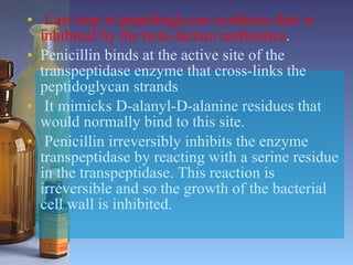 Last step in peptidoglycan synthesis that is inhibited by the beta-lactam antibiotics .  Penicillin binds at the active site of the transpeptidase enzyme that cross-links the peptidoglycan strands It mimicks D-alanyl-D-alanine residues that would normally bind to this site. Penicillin irreversibly inhibits the enzyme transpeptidase by reacting with a serine residue in the transpeptidase. This reaction is irreversible and so the growth of the bacterial cell wall is inhibited.  