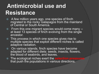 Antimicrobial use and
Resistance










A few million years ago, one species of finch
migrated to the rocky Galapagos from the mainland
of Central or South America.
From this one migrant species would come many -at least 13 species of finch evolving from the single
ancestor.
This process in which one species gives rise to
multiple species that exploit different niches is called
adaptive radiation.
On various islands, finch species have become
adapted for different diets: seeds, insects, flowers,
the blood of seabirds, and leaves.
The ecological niches exert the selection pressures
that push the populations in various directions.

 