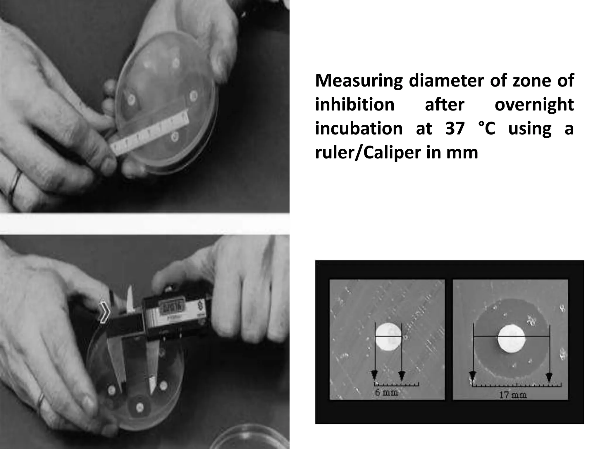 Measuring diameter of zone of
inhibition after overnight
incubation at 37 °C using a
ruler/Caliper in mm
 
