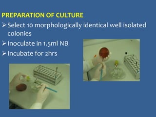 PREPARATION OF CULTURE
Select 10 morphologically identical well isolated
colonies
Inoculate in 1.5ml NB
Incubate for 2hrs
 