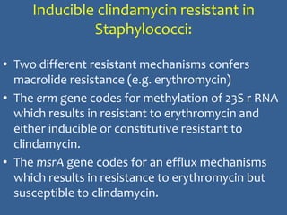 Inducible clindamycin resistant in
Staphylococci:
• Two different resistant mechanisms confers
macrolide resistance (e.g. erythromycin)
• The erm gene codes for methylation of 23S r RNA
which results in resistant to erythromycin and
either inducible or constitutive resistant to
clindamycin.
• The msrA gene codes for an efflux mechanisms
which results in resistance to erythromycin but
susceptible to clindamycin.
 