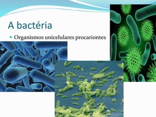 A bactéria 
 Organismos unicelulares procariontes 
 
