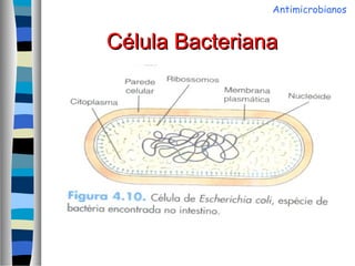 Célula BacterianaCélula Bacteriana
Antimicrobianos
 