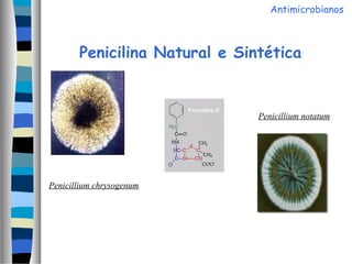 Penicilina Natural e Sintética
Penicillium chrysogenum
Penicillium notatum
Antimicrobianos
 