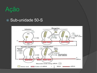 Ação 
 Sub-unidade 50-S 
 