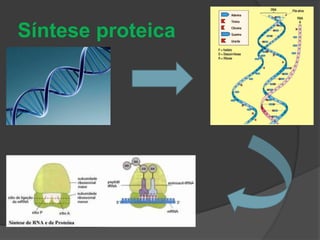 Síntese proteica 
 