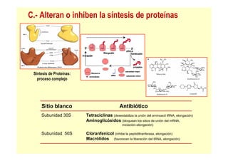 Síntesis de Proteínas:
proceso complejo
C.- Alteran o inhiben la síntesis de proteínas
Sitio blanco Antibiótico
Subunidad 30S Tetraciclinas (desestabiliza la unión del aminoacil tRNA, elongación)
Aminoglicósidos (bloquean los sitios de unión del mRNA,
iniciación-elongación)
Subunidad 50S Cloranfenicol (inhibe la peptidiltranferasa, elongación)
Macrólidos (favorecen la liberación del tRNA, elongación)
 