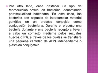  Por otro lado, cabe destacar un tipo de
reproducción sexual en bacterias, denominada
parasexualidad bacteriana. En este caso, las
bacterias son capaces de intercambiar material
genético en un proceso conocido como
conjugación bacteriana. Durante el proceso una
bacteria donante y una bacteria receptora llevan
a cabo un contacto mediante pelos sexuales
huecos o Pili, a través de los cuales se transfiere
una pequeña cantidad de ADN independiente o
plásmido conjugativo
 