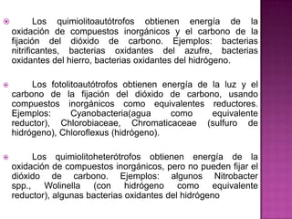  Los quimiolitoautótrofos obtienen energía de la
oxidación de compuestos inorgánicos y el carbono de la
fijación del dióxido de carbono. Ejemplos: bacterias
nitrificantes, bacterias oxidantes del azufre, bacterias
oxidantes del hierro, bacterias oxidantes del hidrógeno.
 Los fotolitoautótrofos obtienen energía de la luz y el
carbono de la fijación del dióxido de carbono, usando
compuestos inorgánicos como equivalentes reductores.
Ejemplos: Cyanobacteria(agua como equivalente
reductor), Chlorobiaceae, Chromaticaceae (sulfuro de
hidrógeno), Chloroflexus (hidrógeno).
 Los quimiolitoheterótrofos obtienen energía de la
oxidación de compuestos inorgánicos, pero no pueden fijar el
dióxido de carbono. Ejemplos: algunos Nitrobacter
spp., Wolinella (con hidrógeno como equivalente
reductor), algunas bacterias oxidantes del hidrógeno
 
