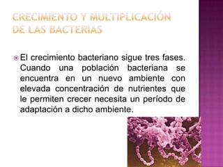  El crecimiento bacteriano sigue tres fases.
Cuando una población bacteriana se
encuentra en un nuevo ambiente con
elevada concentración de nutrientes que
le permiten crecer necesita un período de
adaptación a dicho ambiente.
 