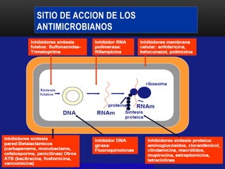 SITIO DE ACCION DE LOS
ANTIMICROBIANOS
 